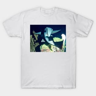 Nurse Shark on Night Dive T-Shirt